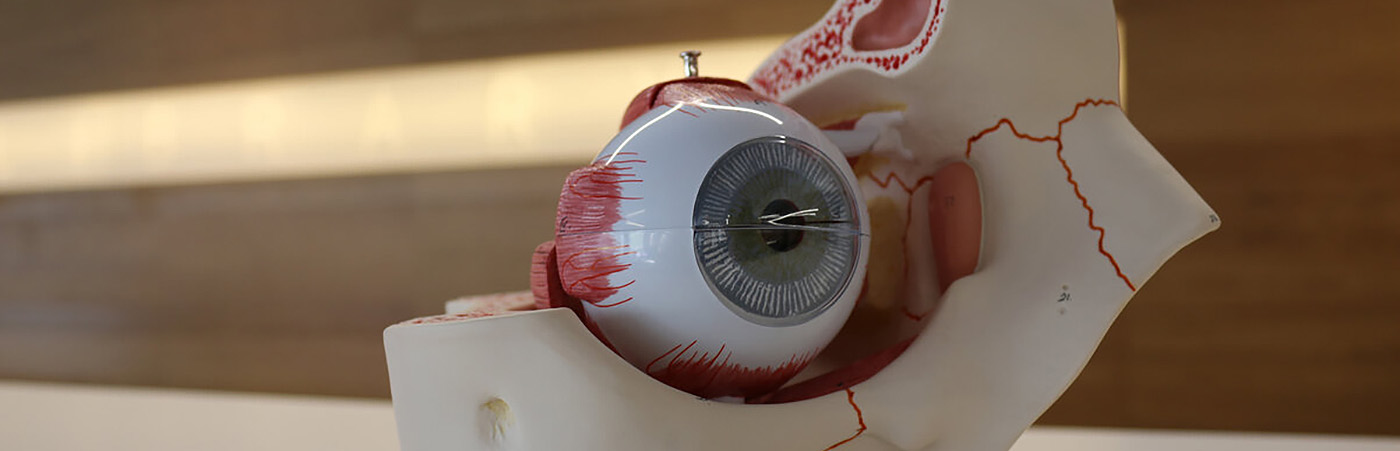 model of human eye
